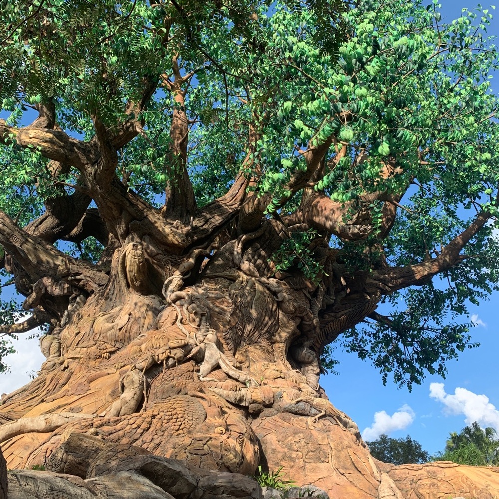 WDW Withdrawals